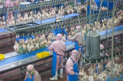 乳山預制菜企業(yè)實現年銷售額近10億元，飼料原料銷售雙輪驅動