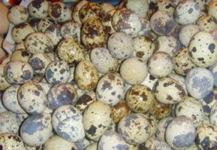 全國(guó)供應(yīng)鵪鶉蛋及全產(chǎn)業(yè)鏈服務(wù) 廠家直銷批發(fā)與飼料原料銷售指南